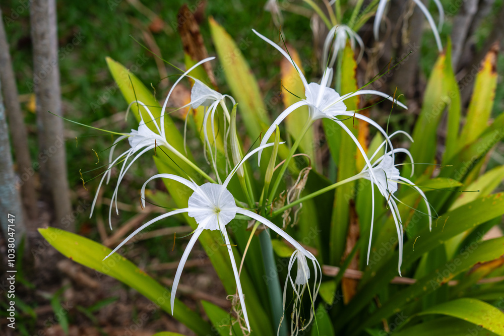 Hymenocallis Declinata (White Spider Lily or Peruvian Daffodil) white flowers at Sabah Agriculture Park, Sabah, Malaysia (Borneo) near Tenom. Hymenocallis Declinata (White Spider Lily or Peruvian Daffodil) white flowers at Sabah Agriculture Park, Sabah, Malaysia (Borneo) near Tenom.