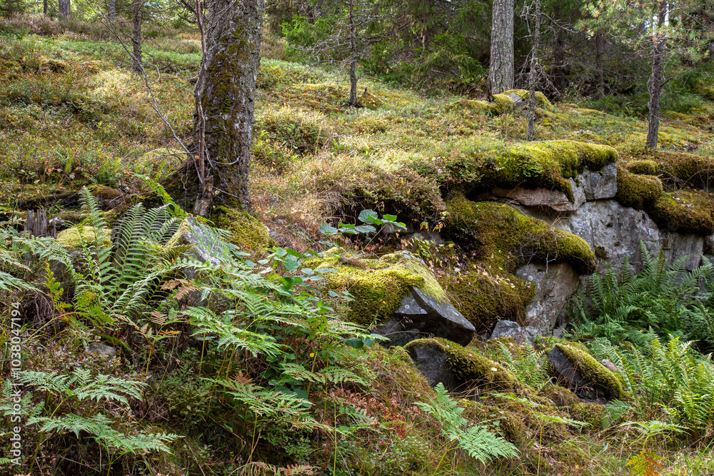 Fern growing in a forest Viggsö island,Sweden, Scandinavia, Europe Fern growing in a forest Viggsö island,Sweden, Scandinavia, Europe