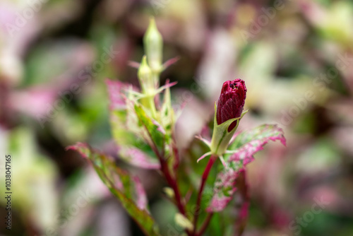 Variegated Hibiscus Rosa-Sinensis (Rose Queen, China Rose, Chinese Hibiscus, Hawaiian Hibiscus, Rose Mallow) red flower bud just beginning to open (focus on tip of bud). photo