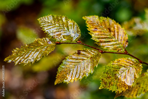 Spaziergang durch den Südwesthang des Thüringer Waldes bei Schmalkalden bei einem nassen Herbstwetter - Thüringen - Deutschland photo