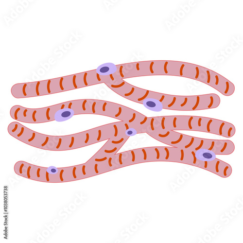 cardiac muscle