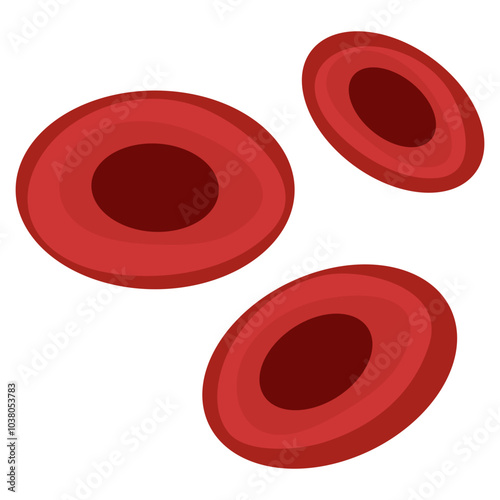red blood cells