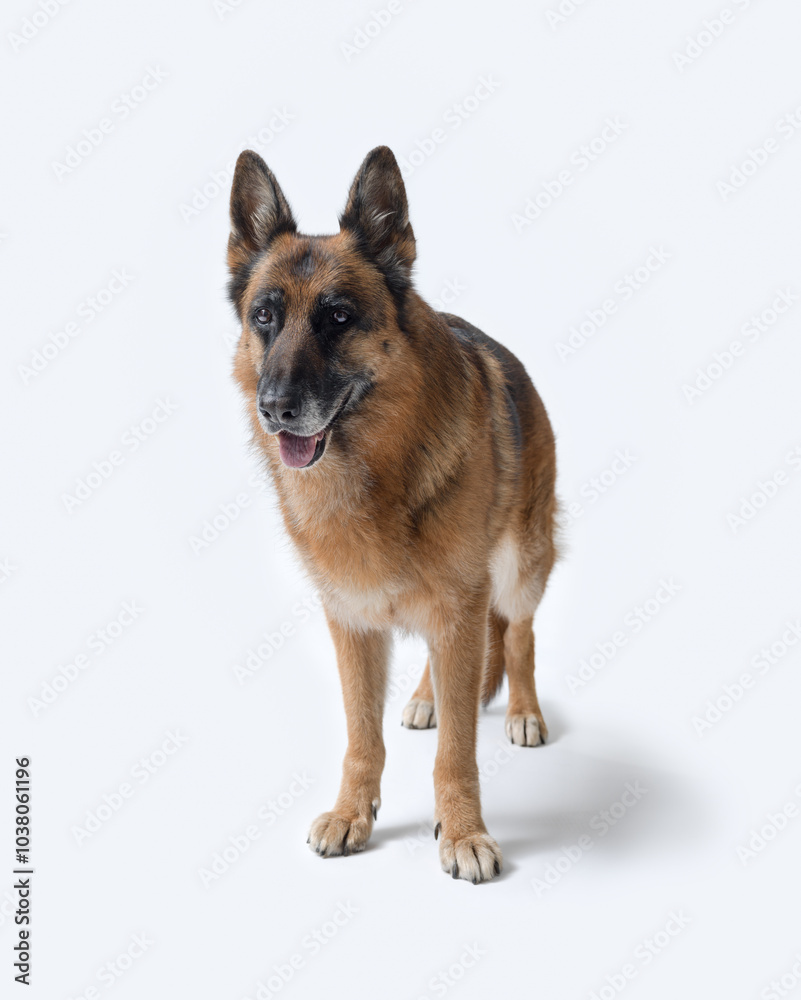 Senior female German Sheperd side view Senior female German Sheperd side view