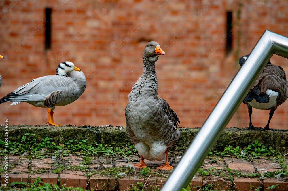 Obraz premium Graugänse an Land im Park