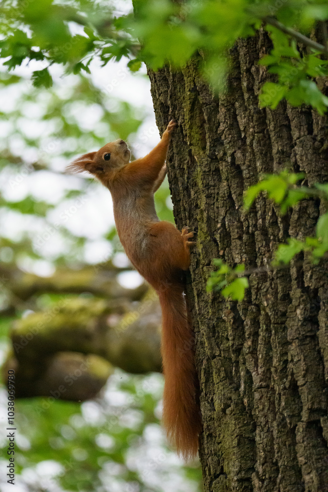 Cute Eurasian Red Squirrel (Sciurus vulgaris) climbing up an old tree Cute Eurasian Red Squirrel (Sciurus vulgaris) climbing up an old tree