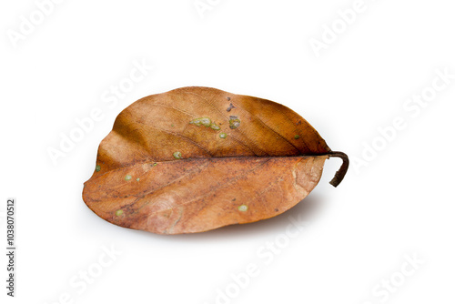 Close up of dry leaf isolated on white background. Nature background and wallpaper. photo