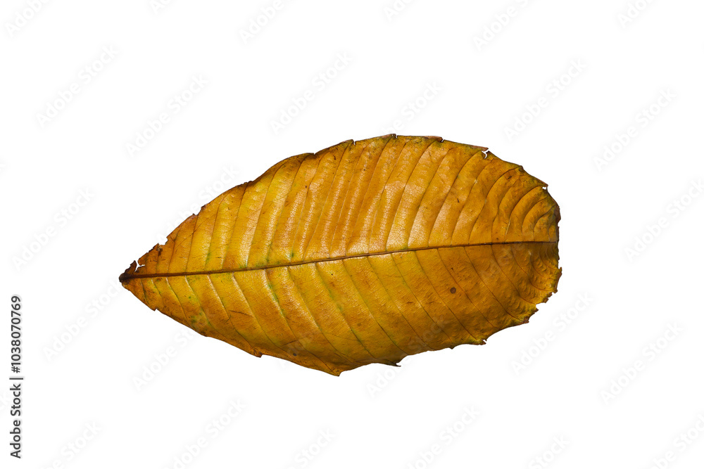 Close up of dry leaf isolated on white background. Nature background and wallpaper. Close up of dry leaf isolated on white background. Nature background and wallpaper.