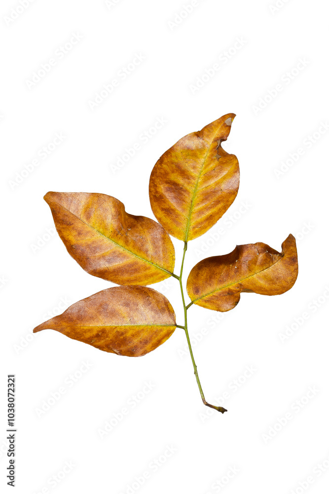 Close up of dry leaf isolated on white background. Nature background and wallpaper.