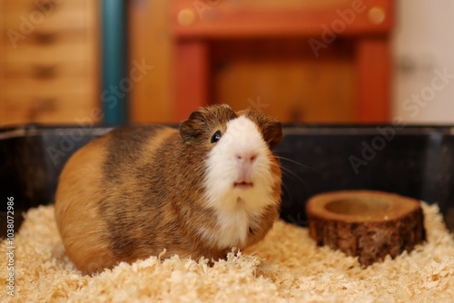 the guinea pig is waiting to be fed in the bowl