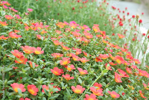 満開のポーチュラカの花、赤い花