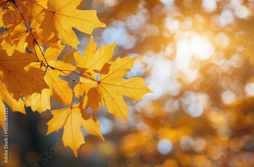 Bright yellow maple leaves illuminated by warm autumn sunlight in a serene na...
