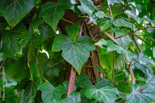 Wallpaper Mural Nahaufnahme von frischen Efeublättern Torontodigital.ca