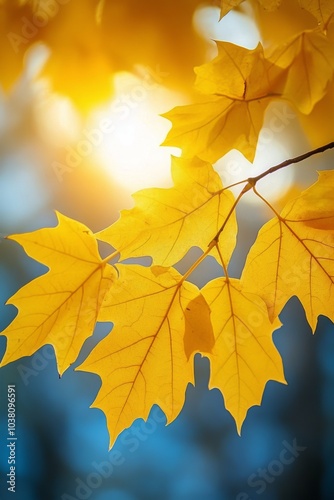 Bright yellow maple leaves illuminated by soft sunlight in a serene forest du...