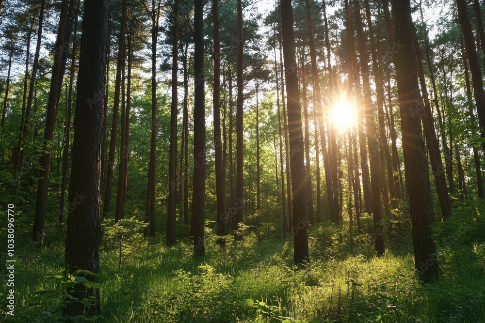 Fototapeta premium sun rays in forest between the tree