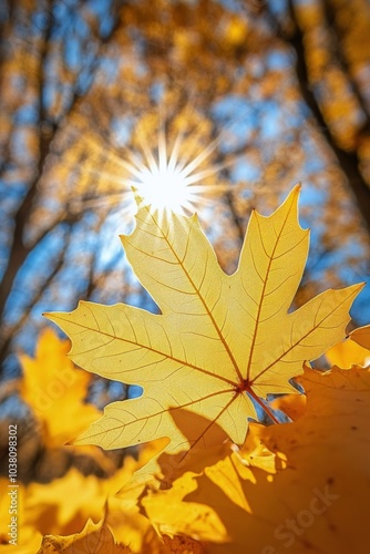 Bright yellow maple leaves illuminated by soft sunlight in a serene forest du...