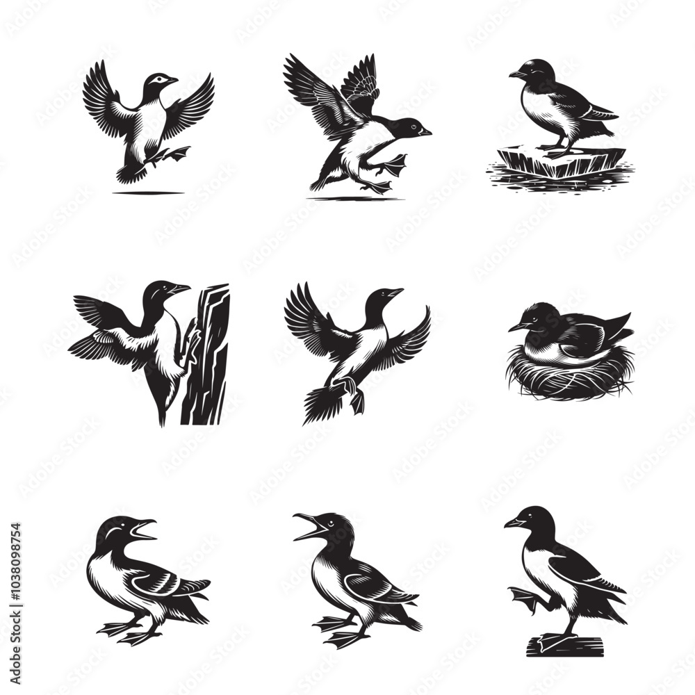 Obraz premium Collection of Dovekie Vector illustration - Cute Little Auk Bird Silhouette Design
