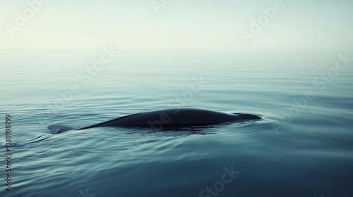 A whale swims just below the surface of the water,  with its dorsal fin showing. photo