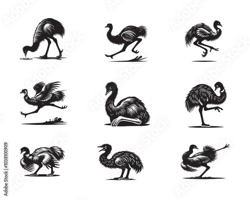 Collection of Emu Vector illustration - Emus Bird Silhouette Design
