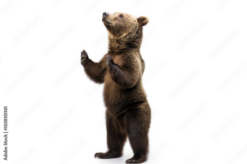 Fototapeta premium Full length portrait of a brown bear standing tall with a menacing expression on white background isolated