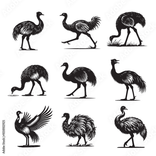 Collection of Greater rhea Vector illustration - Rhea americana Bird Silhouette Design
