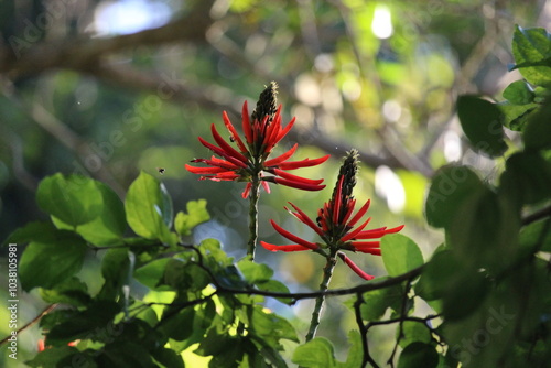 Red Beautiful Tropical Mulungu Flower, Nature Photography photo