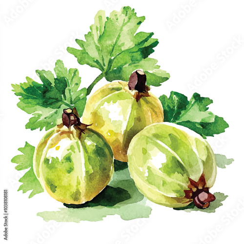 Cape gooseberry fruit watercolor clipart illustration photo