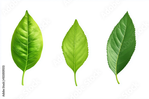  collection of green leaves are shown in various sizes and orientations. The leaves are all different shapes and sizes, but they all share a common color and texture. Concept of nature and growth