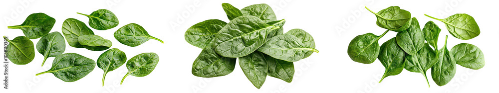 A collection of green leaves displayed on a white background, showcasing their textures and shapes in three distinct clusters. transparent background A collection of green leaves displayed on a white background, showcasing their textures and shapes in three distinct clusters. transparent background