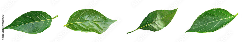 Four green leaves on a white background, showcasing their texture and shape, possibly highlighting natural beauty or botanical study. transparent background Four green leaves on a white background, showcasing their texture and shape, possibly highlighting natural beauty or botanical study. transparent background