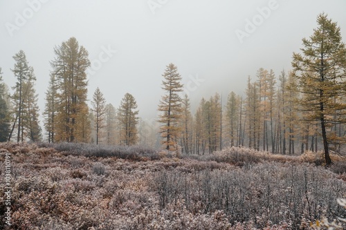 the autumn forest in the Altai mountains is dusted with the first snow