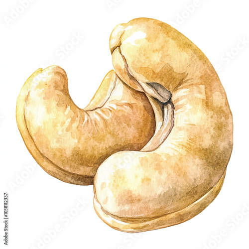 Cashew fruit watercolor clipart illustration