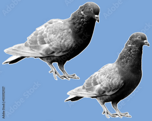 close up of dove bird pigeon pixelate grayscale color halftone dotted texture style collage element isolated on blue background