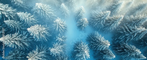 The Frosty Winter Tree Canopy