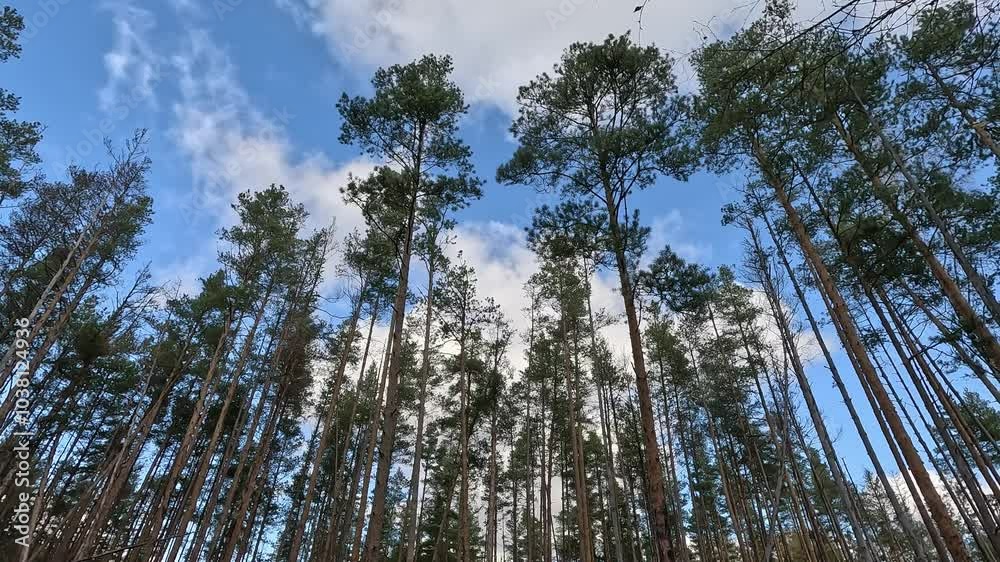A forest with a clear blue sky above it. The trees are tall and full of leaves. The sky is mostly clear with a few clouds scattered throughout A forest with a clear blue sky above it. The trees are tall and full of leaves. The sky is mostly clear with a few clouds scattered throughout