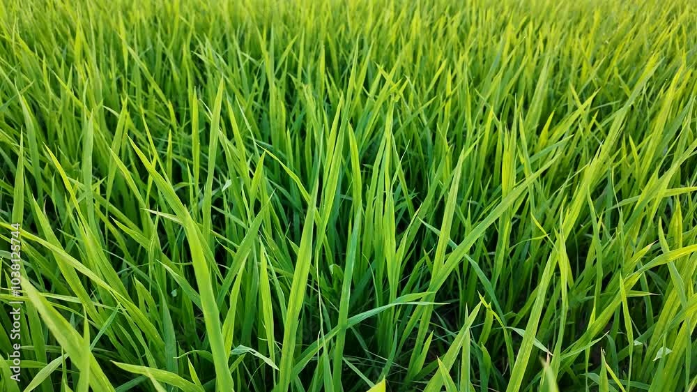 Close-up of lush, vibrant green grass symbolizing growth and renewal, ideal for Earth Day Close-up of lush, vibrant green grass symbolizing growth and renewal, ideal for Earth Day