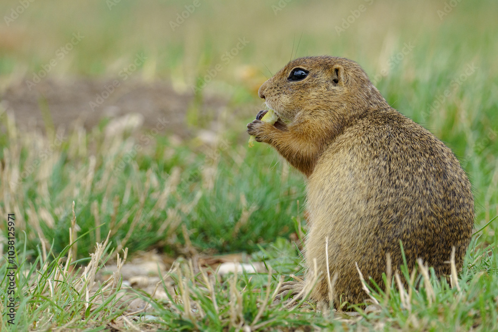 Portrait of a european Ground Squirrel also known as Portrait of a european Ground Squirrel also known as