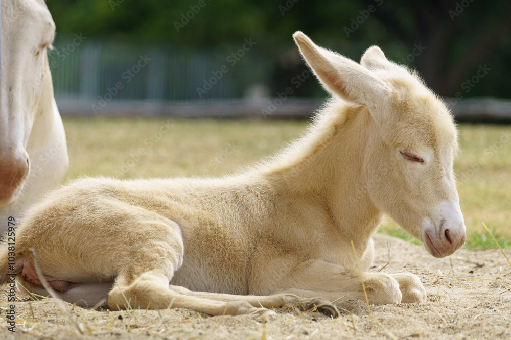 Extremely rare white austrian-hungarian baroque donkey Extremely rare white austrian-hungarian baroque donkey