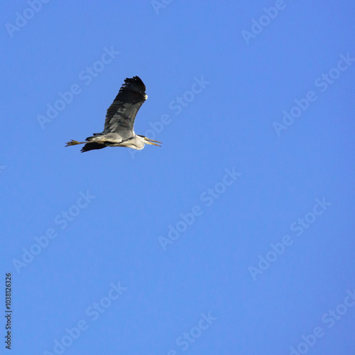 Great grey heron flying by