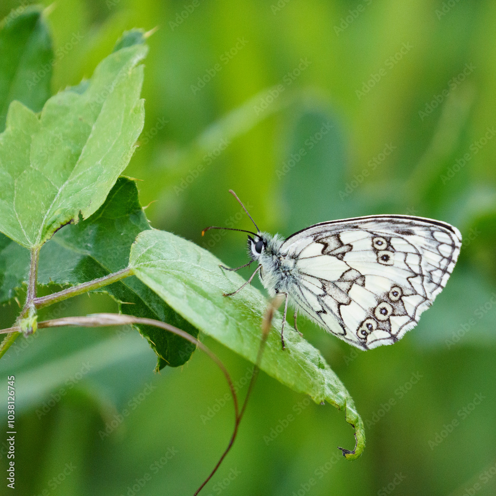 Obraz premium Closeup of a marbled white butterfy, a black and white butterfly, resting on a leaf