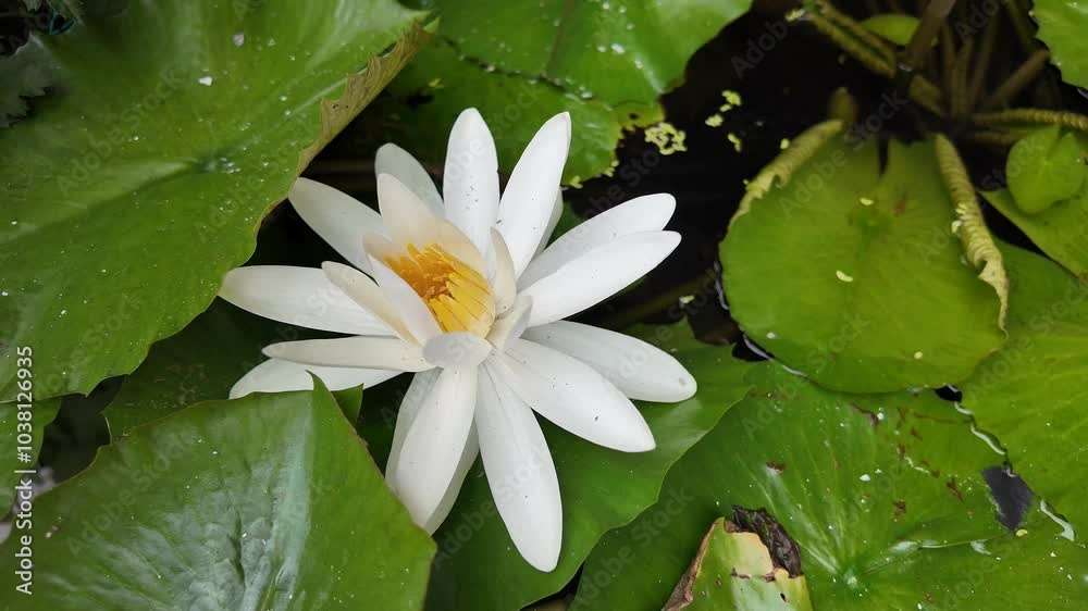 White water lily amidst lush green leaves, symbolizing purity and peace in nature White water lily amidst lush green leaves, symbolizing purity and peace in nature
