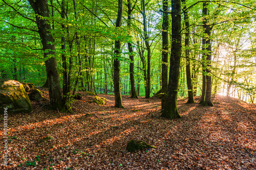 Explore the serene beech forest of Sweden, where sunlight filters through lush green leaves amidst a blanket of fallen leaves Explore the serene beech forest of Sweden, where sunlight filters through lush green leaves amidst a blanket of fallen leaves