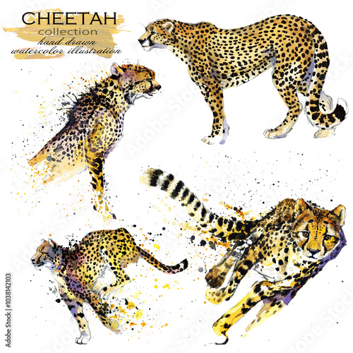 Watercolor painted set Cheetah in various poses isolated on white background