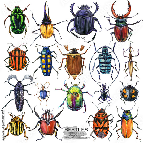 Watercolour set Beetles in different poses isolated on white background