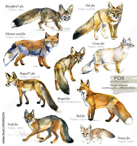 Watercolour set Foxs in different poses isolated on white background