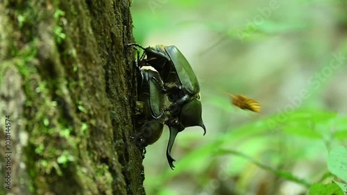 カブトムシの求愛行動