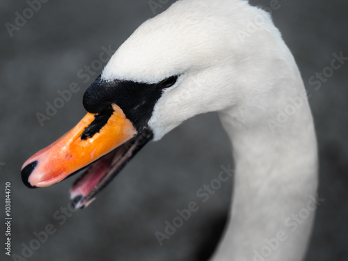 close-up portraits of swans in England