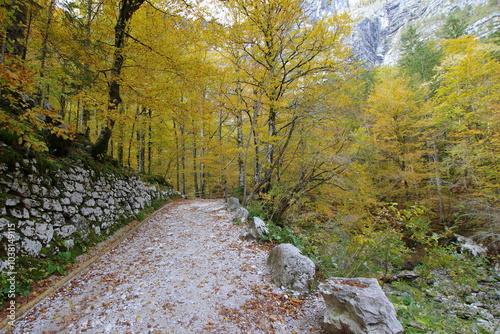 Obraz na płótnie The path to the Savica Falls w salonie