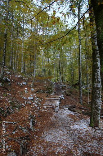 Obraz na płótnie The path to the Savica Falls w salonie