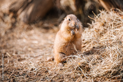 Prairie dog, mammal, small animal, wildlife photo