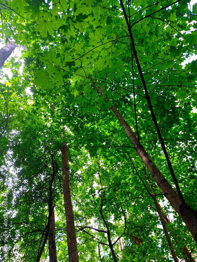 Green texture tree in forest Green texture tree in forest